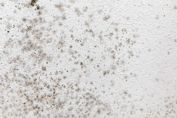 Best Air Quality Testing for Mold Spores  in West Park, FL